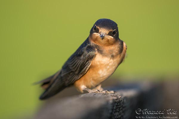 Newly fledged Barn Swallow chick on a fence