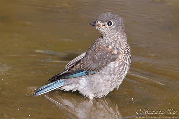 A young Eastern Bluebird taking a bath